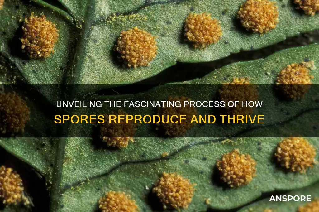 how does spores reproduce