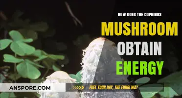 Coprinus Mushrooms: Energy Extraction and Utilization
