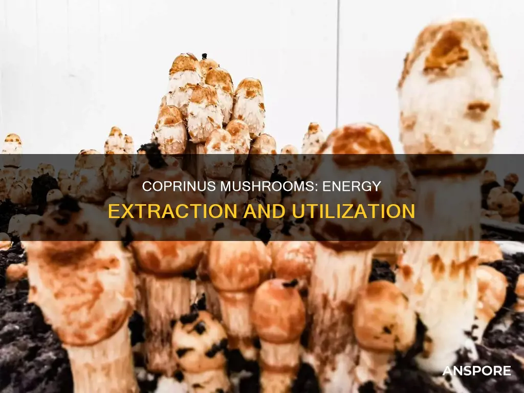 how does the coprinus mushroom obtain energy