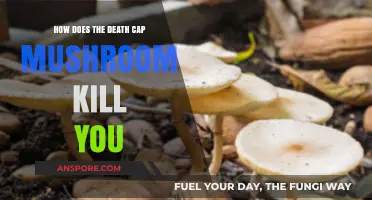 Deadly Death Cap: Unveiling the Lethal Toxins Behind Its Fatality