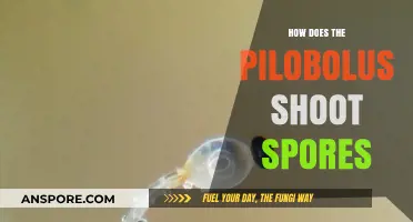 Pilobolus' Explosive Spores: Unveiling the Fungus's Unique Launch Mechanism