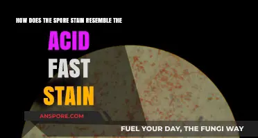 Spore Stain vs. Acid-Fast: Similarities in Bacterial Staining Techniques