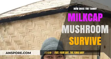 Tawny Milkcap: Secrets of Their Survival