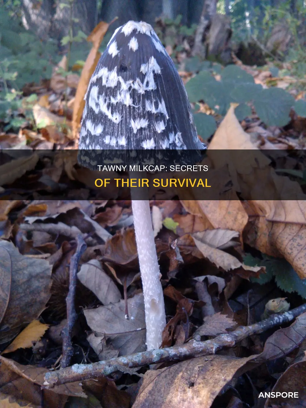 how does the tawny milkcap mushroom survive