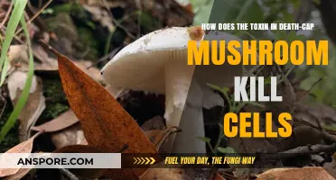 Death-Cap Mushrooms: Understanding Their Deadly Toxin's Impact