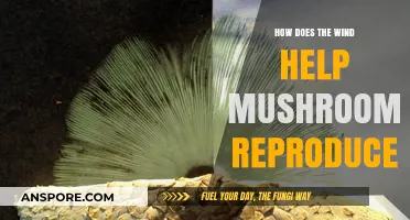 Wind, Mushrooms, and Reproduction: Nature's Tricky Trio