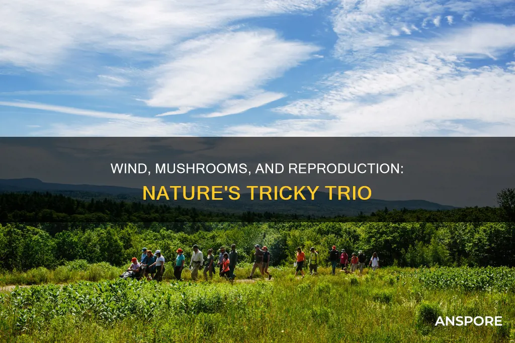 how does the wind help mushrooms reproduce