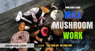 Tiger Milk Mushroom: How Does It Work?