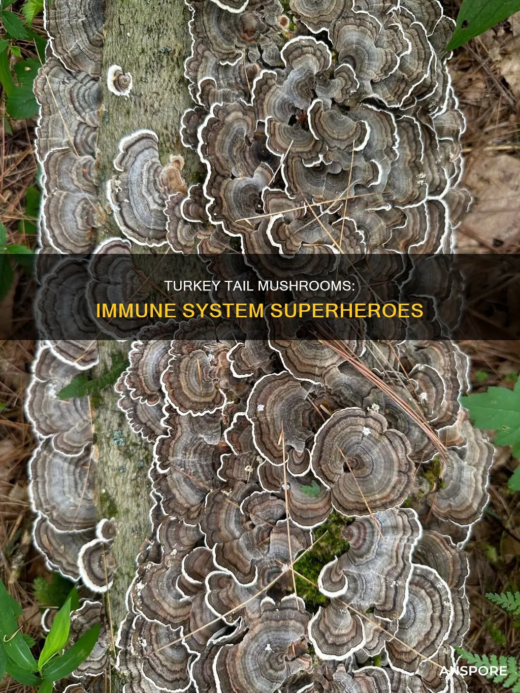 how does turkey tail mushroom help the immune system