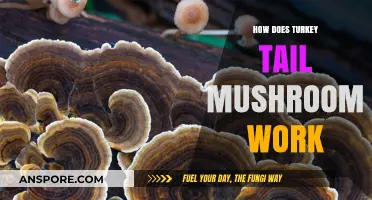 Turkey Tail Mushrooms: Healing Power Explained