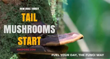 Turkey Tail Mushrooms: Nature's Superfood Explained