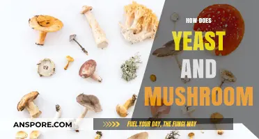 Yeast and Mushrooms: Nature's Magic Makers