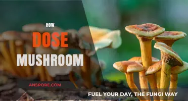 Mushroom Magic: Unlocking Nature's Secrets