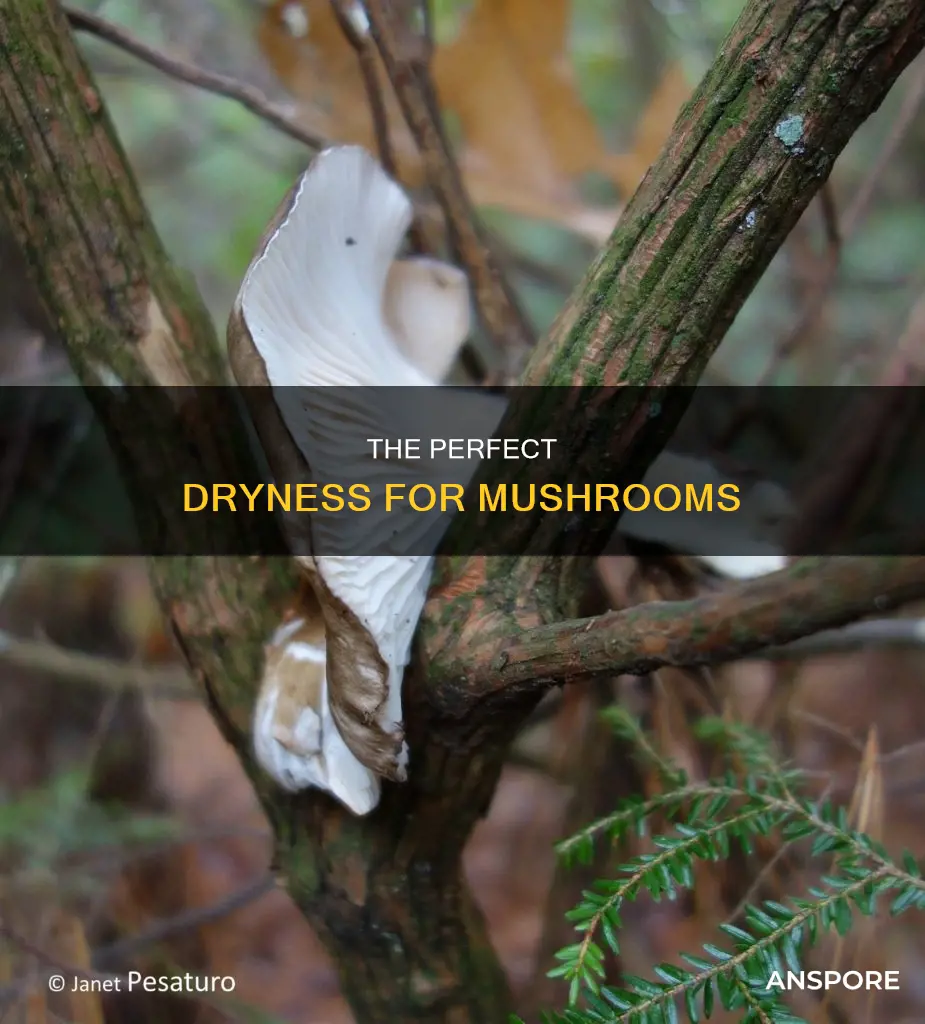 how dry should mushrooms be
