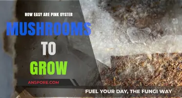 Growing Pink Oyster Mushrooms: A Simple Guide for Beginners