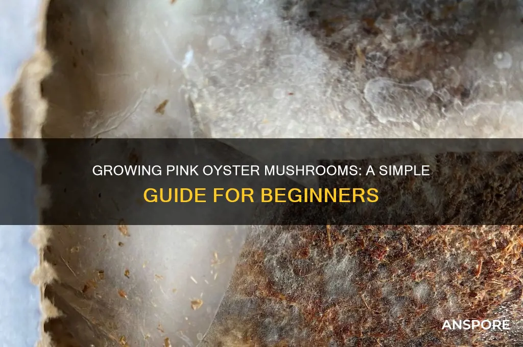 how easy are pink oyster mushrooms to grow