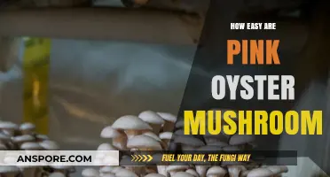 Cultivating Pink Oyster Mushrooms: An Easy Adventure