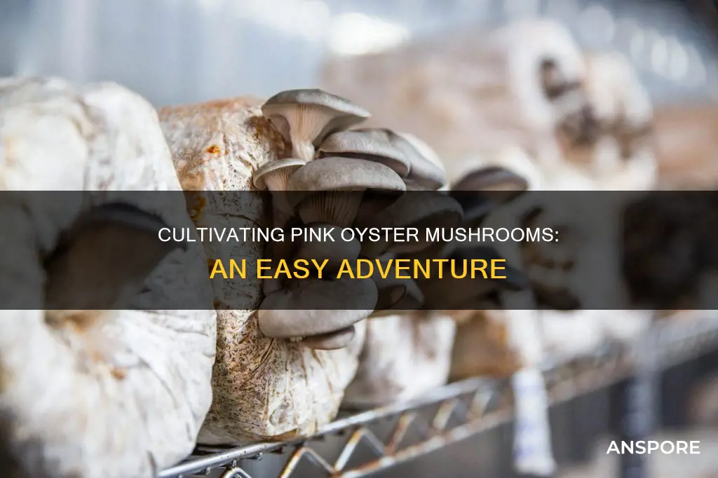 how easy are pink oyster mushrooms