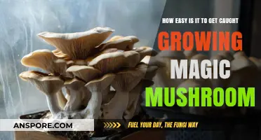 Growing Magic Mushrooms: Risks and Reality of Getting Caught