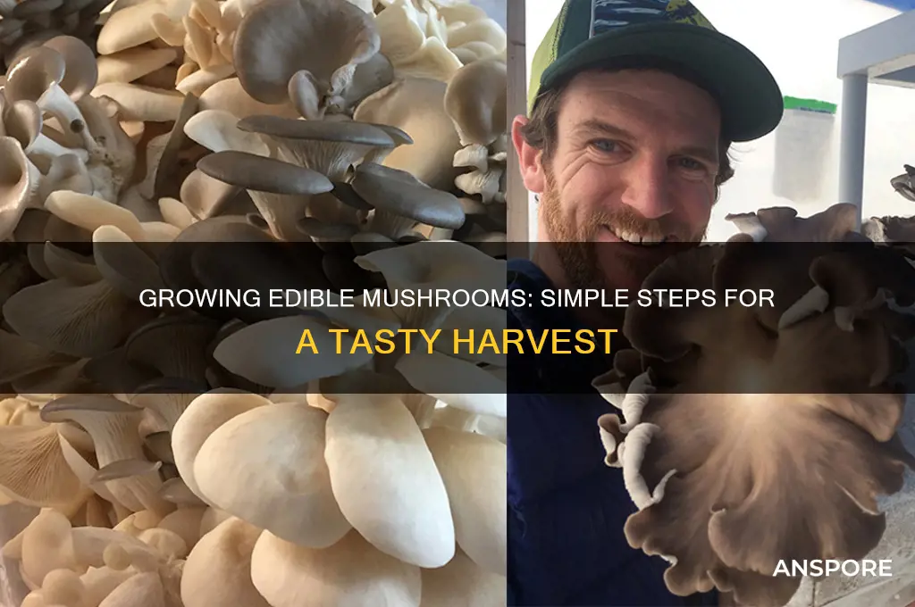 how easy is it to grow edible mushrooms