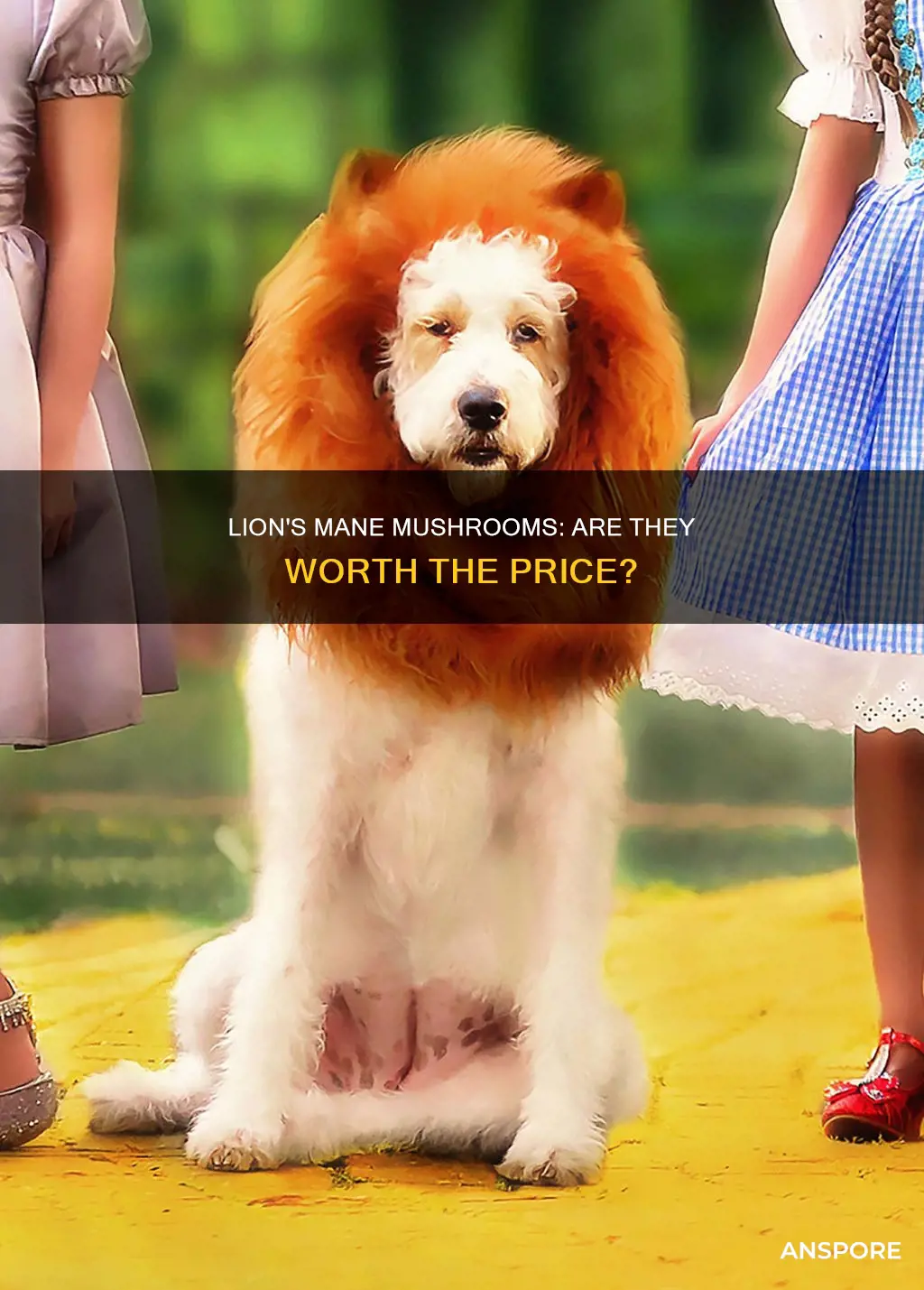 how expensive are lion mane mushrooms