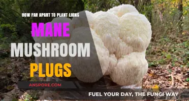Strategic Spacing for Lions Mane Mushroom Plugs