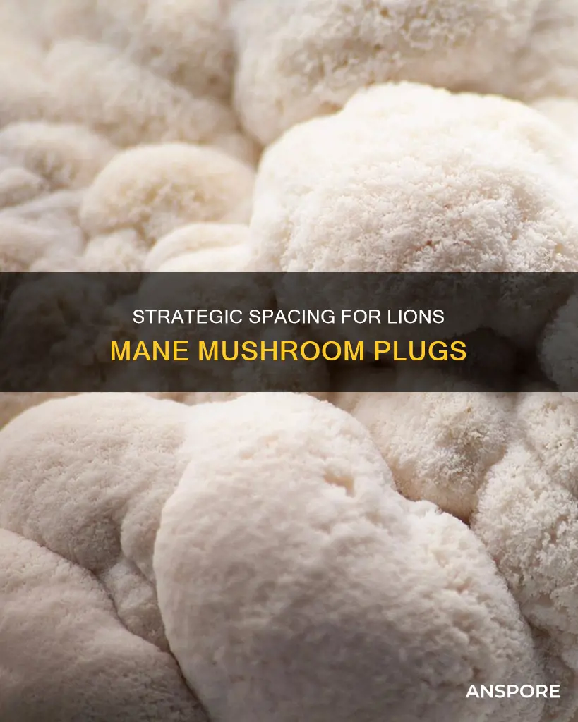 how far apart to plant lions mane mushroom plugs