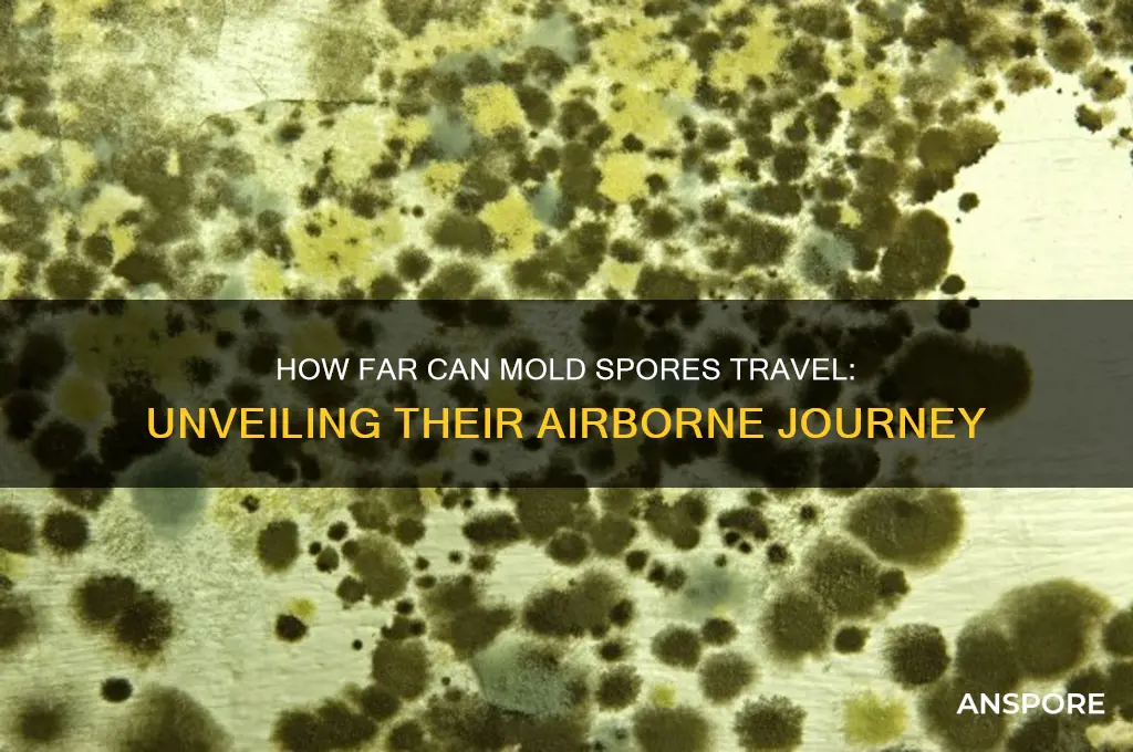 how far can mold spores travel