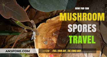 Exploring the Surprising Distance Mushroom Spores Can Travel