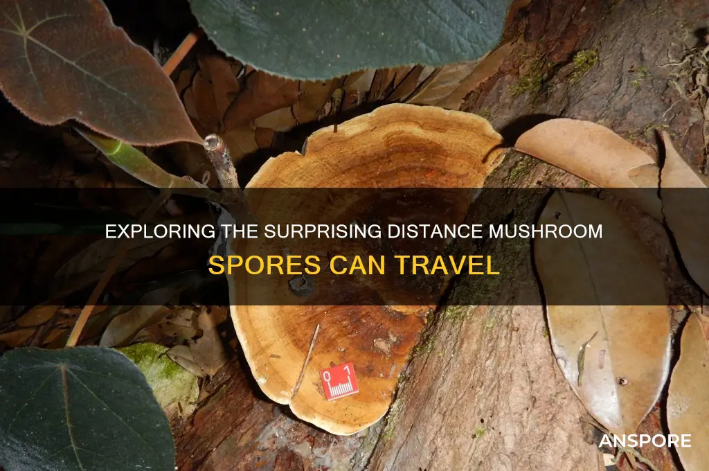 how far can mushroom spores travel