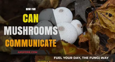 Unveiling the Hidden Network: How Far Can Mushrooms Communicate?
