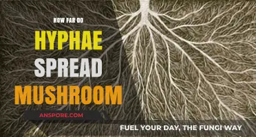 Hyphae Network: How Far Do Mushroom Roots Spread?