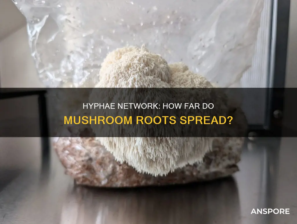 how far do hyphae spread mushroom