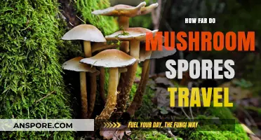 Mushroom Spores: How Far Do They Really Travel?
