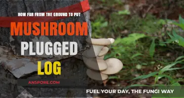Ideal Height for Mushroom Plugged Logs