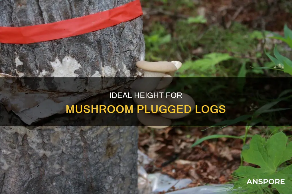 how far from the ground to put mushroom plugged log