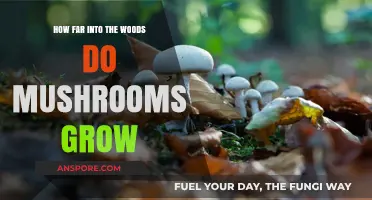 Exploring Mushroom Growth: How Deep Do They Thrive in the Woods?