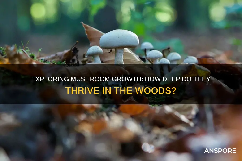 how far into the woods do mushrooms grow