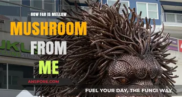 Mellow Mushroom: Closest Pizza Place to Me?