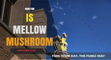 Finding Mellow Mushroom: A Quick Guide to Distance