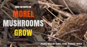 Exploring Morel Mushroom Growth: Northern Limits and Habitat Insights