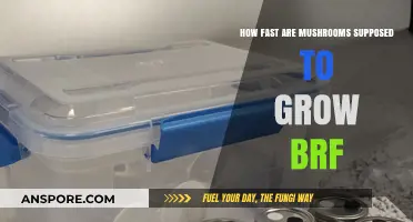 Optimal BRF Mushroom Growth Speed: What to Expect and How