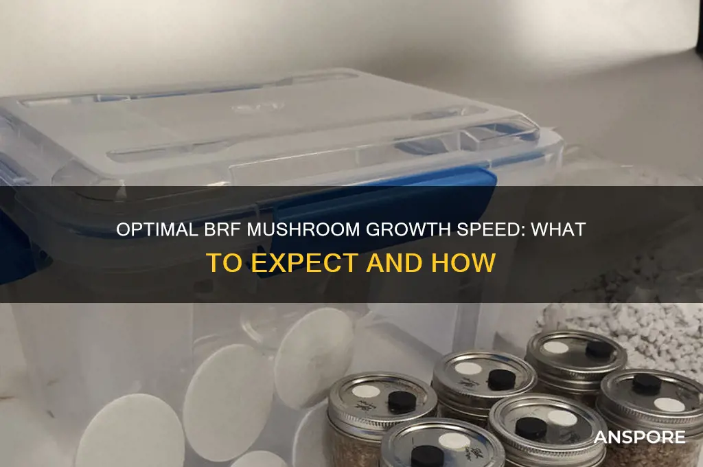 how fast are mushrooms supposed to grow brf