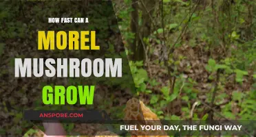 Rapid Growth of Morel Mushrooms: Unveiling Their Speedy Development Secrets