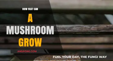 Rapid Mushroom Growth: Unveiling the Astonishing Speed of Fungal Expansion