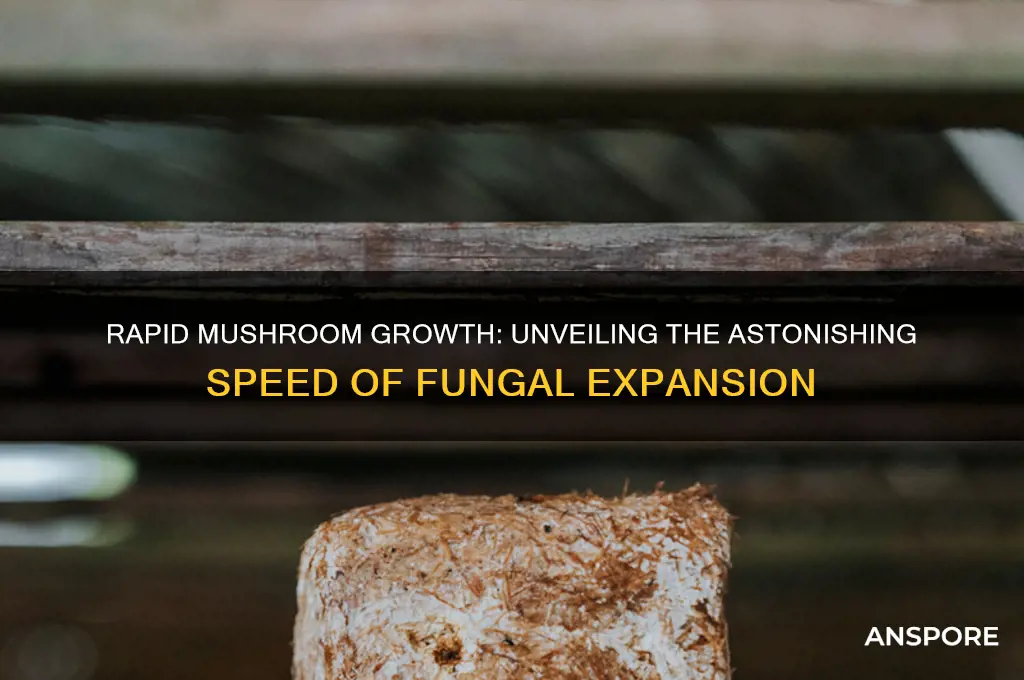 how fast can a mushroom grow