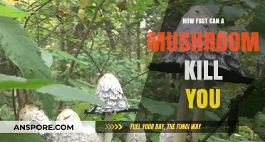 Deadly Mushrooms: How Quickly Can They Turn Fatal?