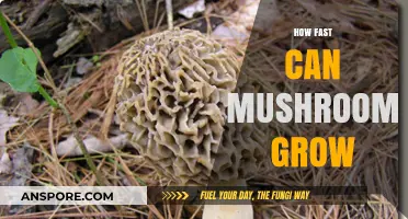 Rapid Mushroom Growth: Unveiling the Astonishing Speed of Fungal Expansion
