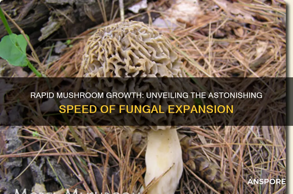 how fast can mushrooms grow
