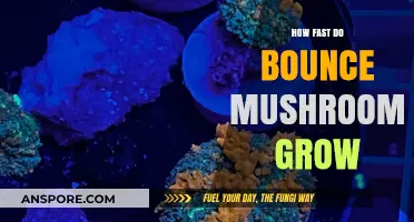 Rapid Growth of Bounce Mushrooms: Unveiling Their Speedy Development